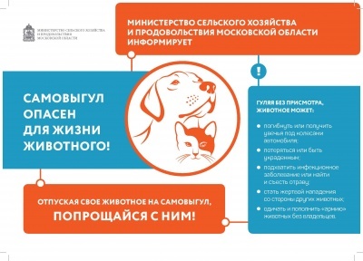 Самовыгул опасен для жизни животного!